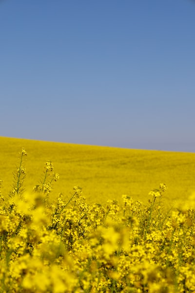 Yellow flower fields under the blue sky during the day
